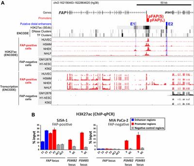 Cell-specific expression of the FAP gene is regulated by enhancer elements